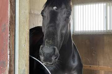 ユーバーレーベンが屈腱炎で引退、繁殖入りへ　一昨年のオークス馬