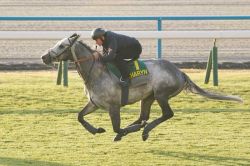 【マイルＣＳ2024】勝ち馬予想の金言録「海外調教馬は斤量実績を見よ」