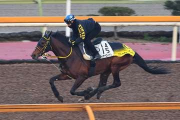 【阪神大賞典】スタミナ自慢のテーオーロイヤル　ＣＷコース馬なり単走でラスト１１秒９