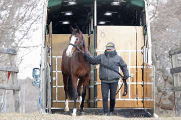 繁殖入りする最小馬体重勝利馬メロディーレーンが故郷に到着　岡田スタッド・岡田牧雄代表「大きい種牡馬を付けてあげたい。ベンバトルを考えています」