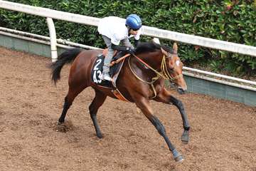 【今週の注目新馬】オールナットはジャパンＣ勝ち馬の半弟で初戦から期待大
