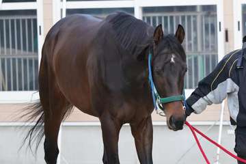 【シンザン記念】マイネルチケット、快勝舞台の中京マイルで巻き返しへ