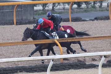 【桜花賞】クイーンズウォークは川田将雅騎手を背に余力たっぷり　牝馬１冠目に照準をピタリ