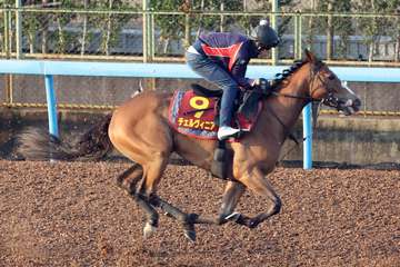 【秋華賞】1週前追い　オークス馬チェルヴィニアは意欲の8ハロン追い　太田助手「着実に状態は上がっています」