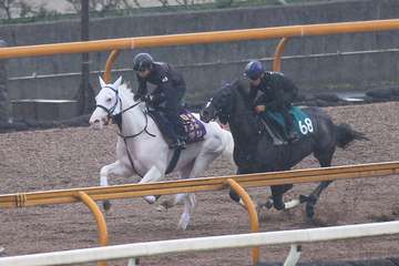 白毛馬ソダシが札幌記念後初の追い切り　「誘導役」で２歳馬と併入