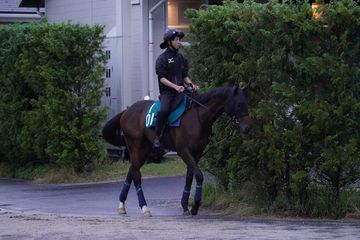 「かなり大人びた馬」と石坂師が期待するトーホウガレオン７・３小倉デビュー
