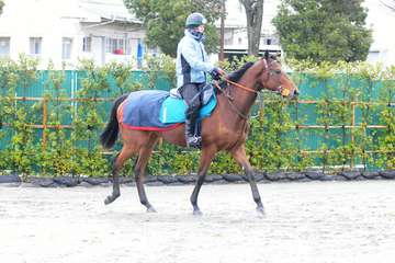 美浦に早くも２歳馬が入厩　第１号は新種牡馬ナダル産駒のクラリネットソナタ