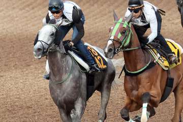 【神戸新聞杯】上がり馬ナイトインロンドンは２馬身先着