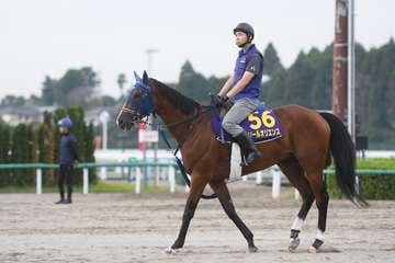 【天皇賞・秋　俺のチェックポイント】皐月賞の豪脚再現あるぞ！　ソールオリエンス・名畑助手「上体を起こして走れるようになってきた」