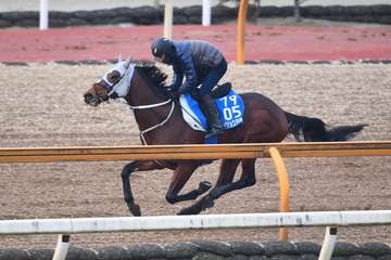 【日経新春杯】メイショウタバル順調　CWコース単走で自己最速タイのラスト11秒0