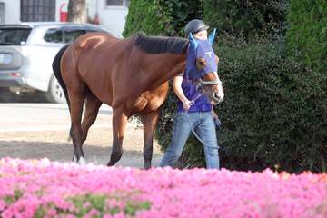 【日本ダービー】ソールオリエンスは２キロ増　調教後馬体重