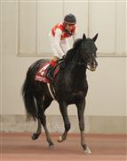 【日経新春杯】有馬４着ステラヴェローチェは正攻法の競馬も２着　Ｍデムーロ「勝ち馬にマークされた」